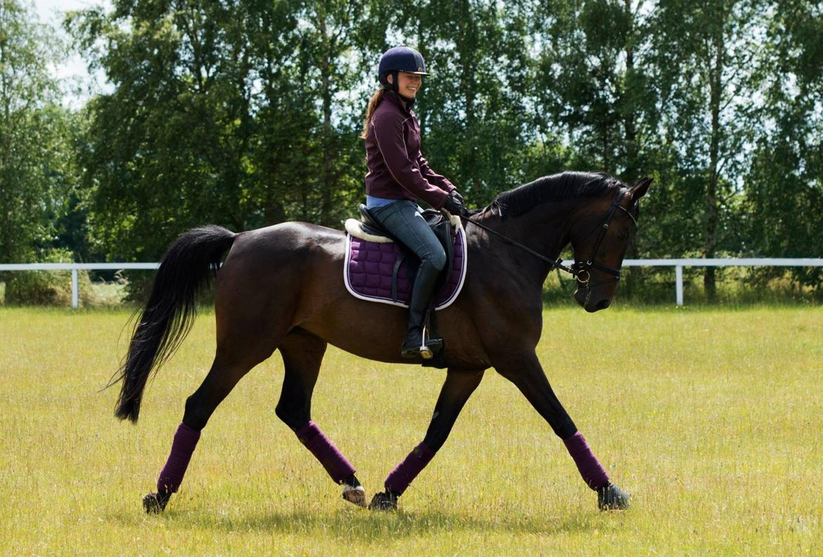 Dansk Varmblod Donna Escada billede 2