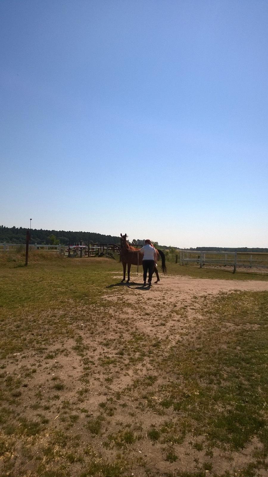 Fuldblod (XX) Lady Dominique<3<3<3<3 Solgt billede 14