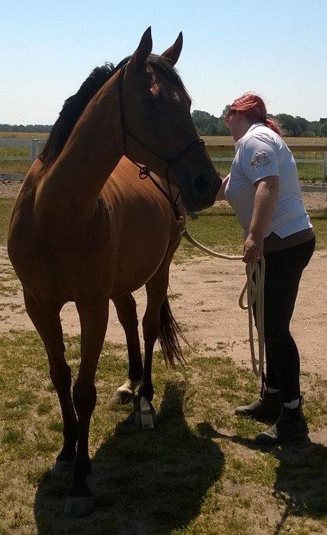 Fuldblod (XX) Lady Dominique<3<3<3<3 Solgt billede 18