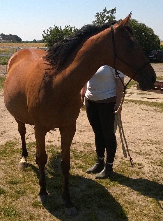 Fuldblod (XX) Lady Dominique<3<3<3<3 Solgt billede 16