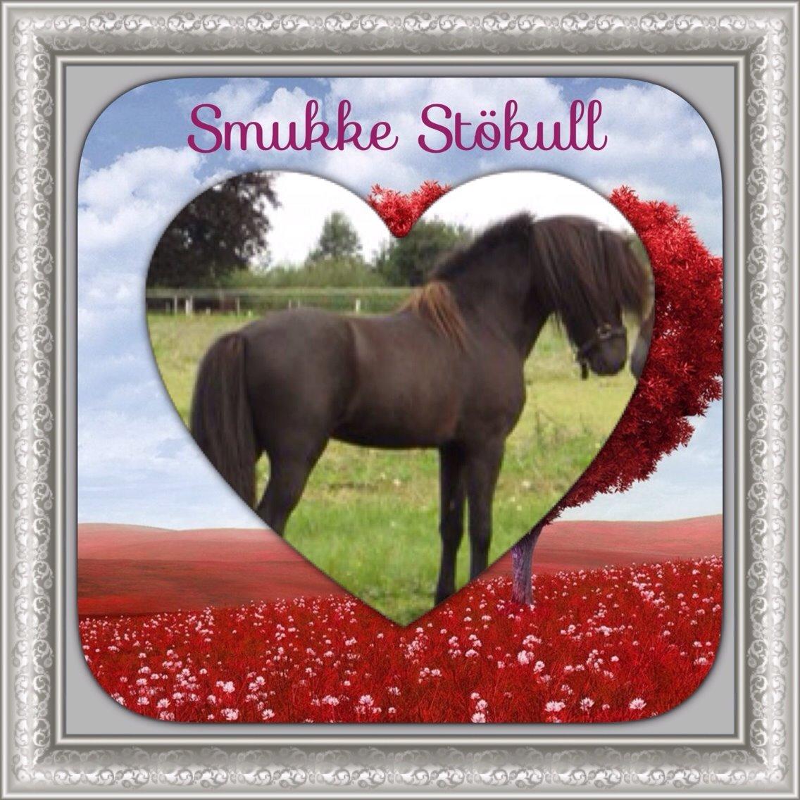 Islænder Stökull fra Studsgaard (Solgt) billede 14