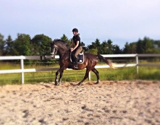 Dansk Varmblod Garb - D. 9/6 2014 - dressur. billede 2