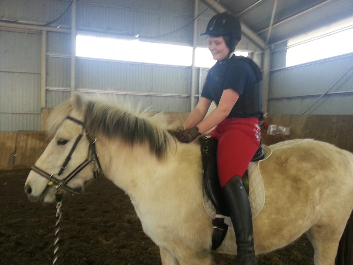 Fjordhest Bjørk Bindernæs (Følle) [Elevhest] billede 12