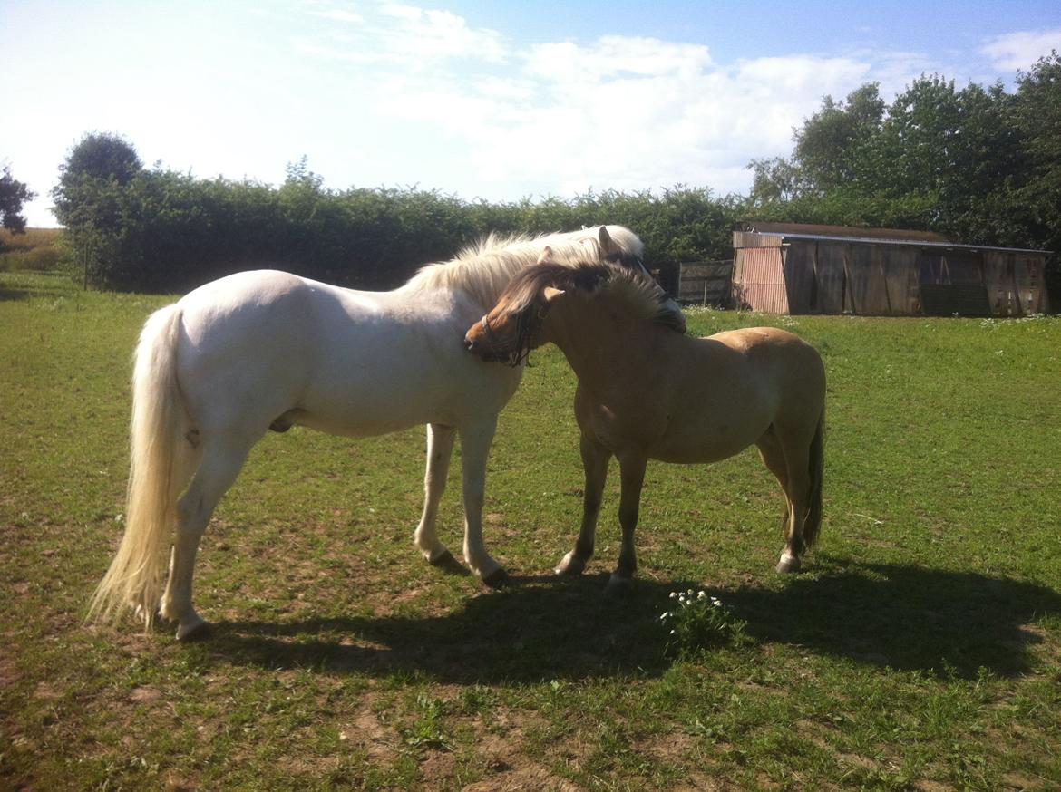 Anden særlig race Charlie billede 25