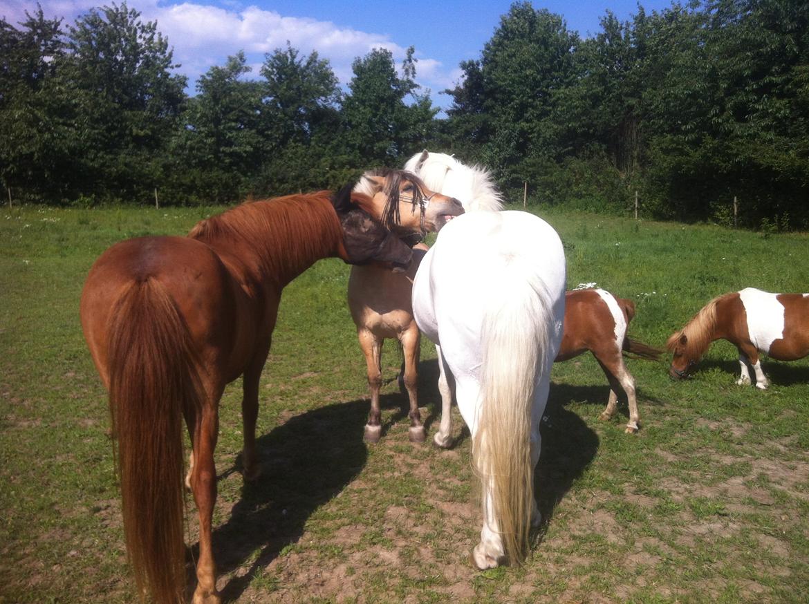 Anden særlig race Charlie billede 26