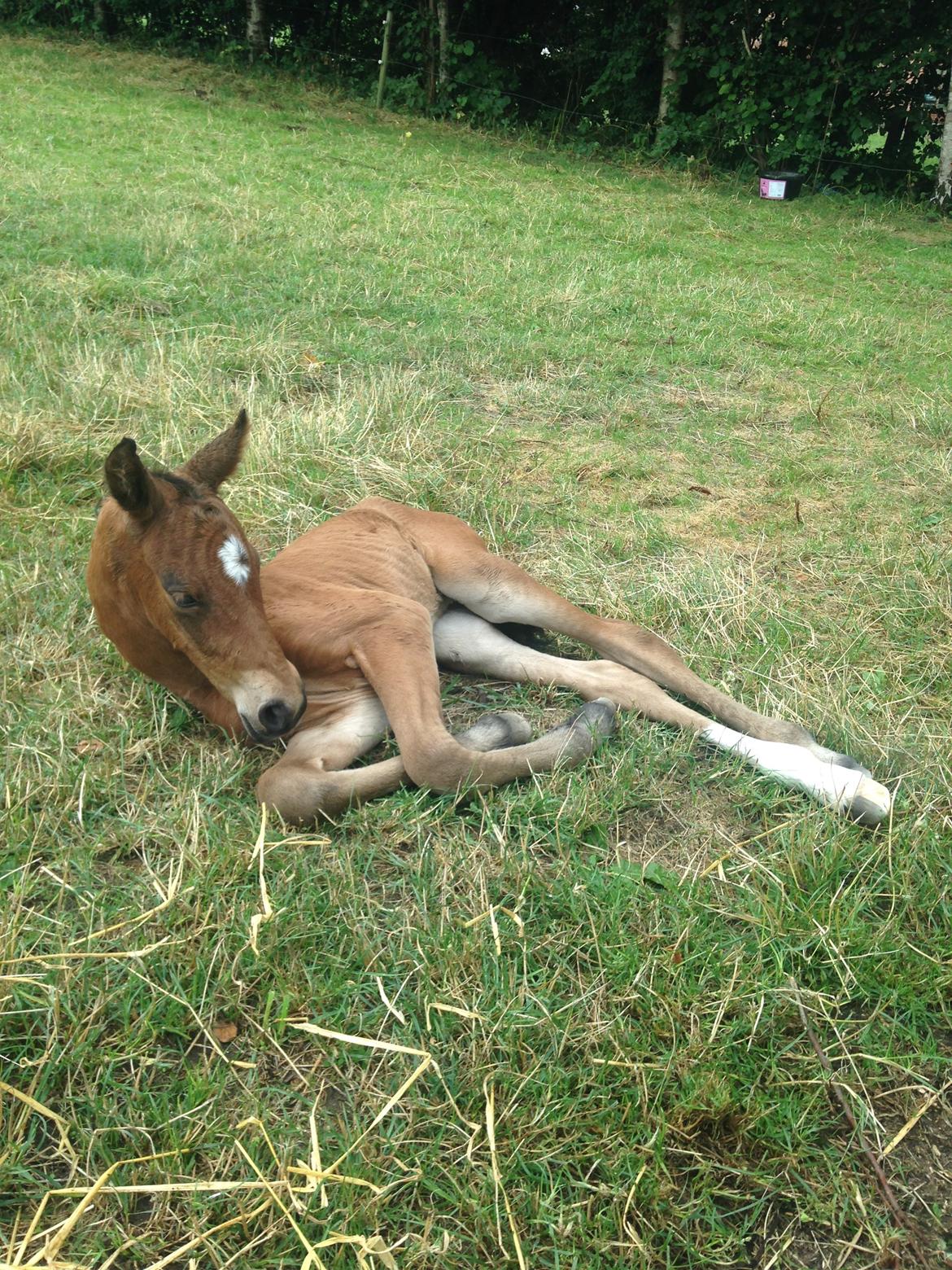 Anden særlig race Stubberupgaards Valentino billede 6