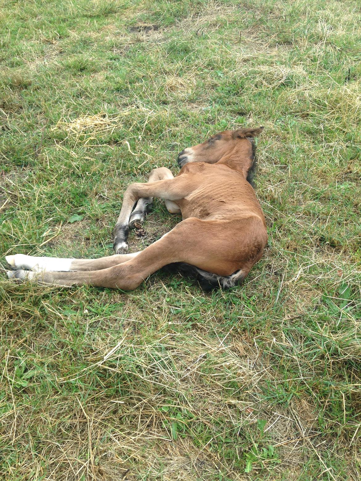 Anden særlig race Stubberupgaards Valentino billede 12