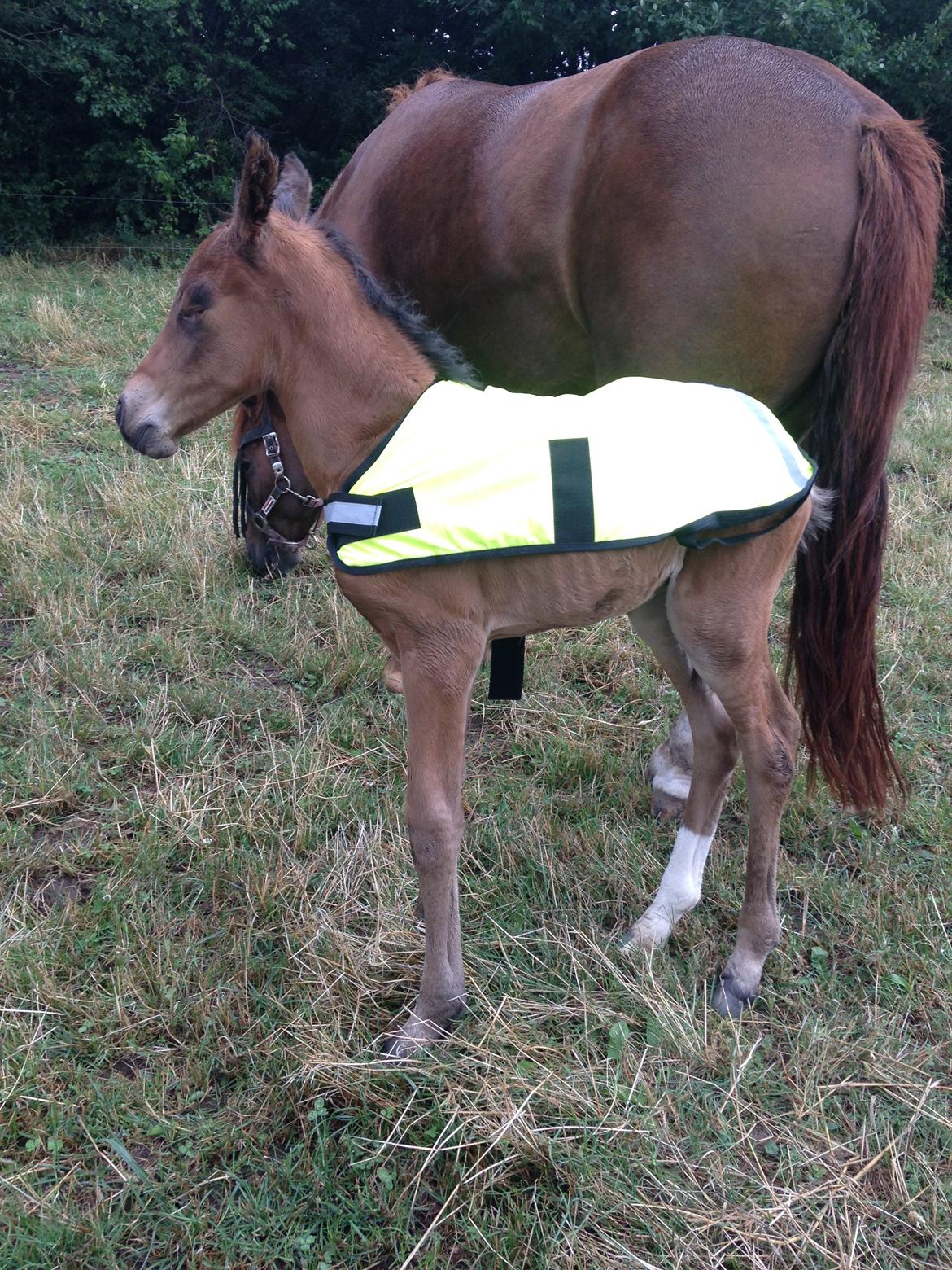 Anden særlig race Stubberupgaards Valentino billede 10