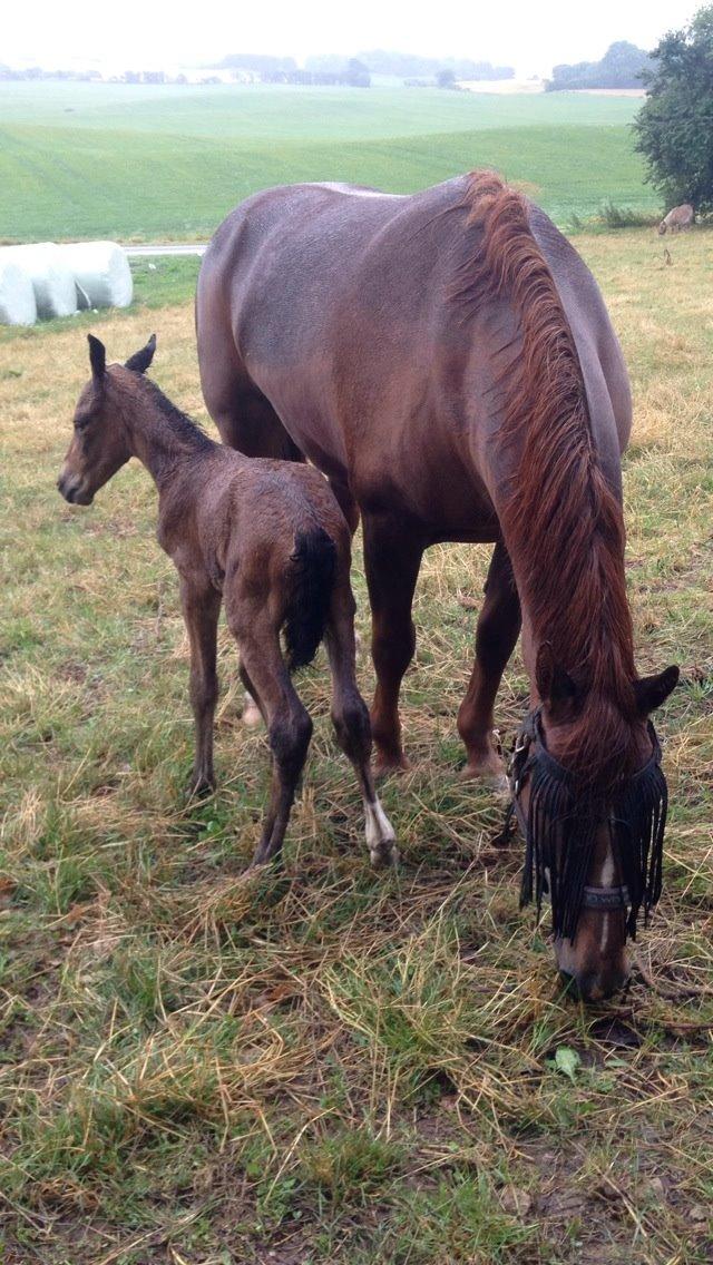 Anden særlig race Stubberupgaards Valentino billede 7