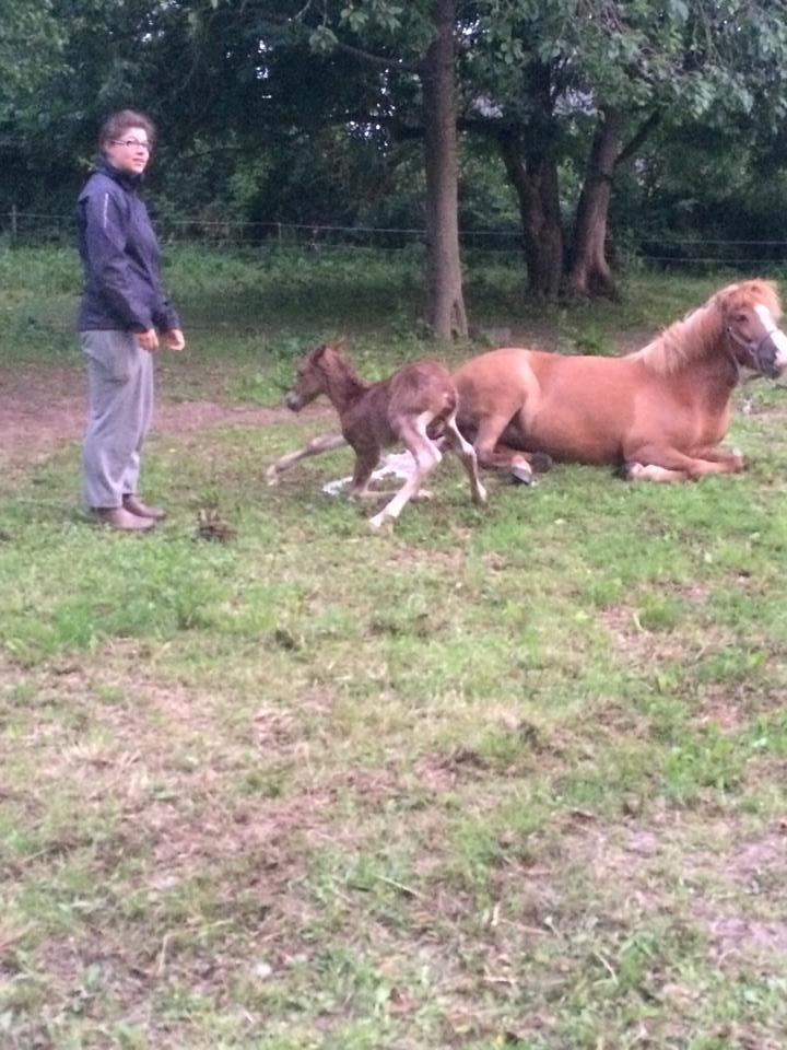 Islænder Kiljan fra Worregård  Solgt  billede 1
