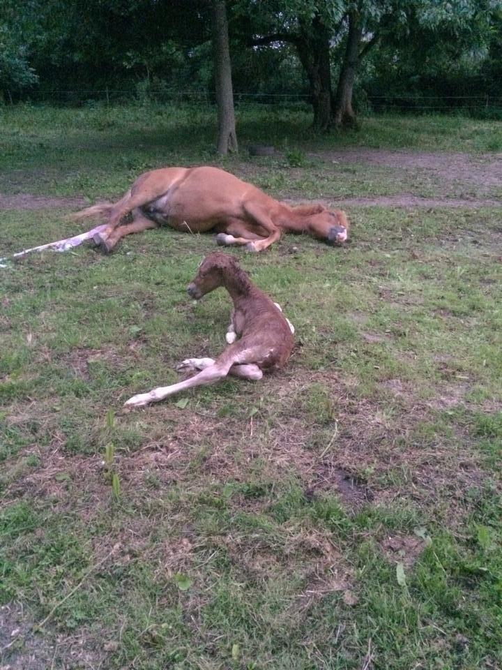 Islænder Kiljan fra Worregård  Solgt  billede 2