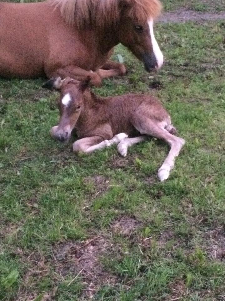 Islænder Kiljan fra Worregård  Solgt  billede 3