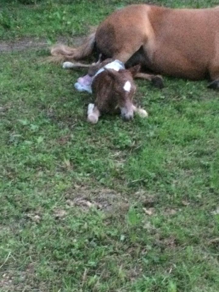 Islænder Kiljan fra Worregård  Solgt  billede 4