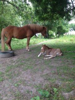 Islænder Kiljan fra Worregård  Solgt  billede 5