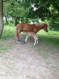 Islænder Kiljan fra Worregård  Solgt  billede 6