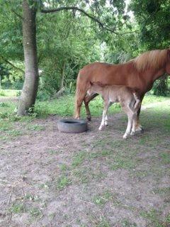 Islænder Kiljan fra Worregård  Solgt  billede 7