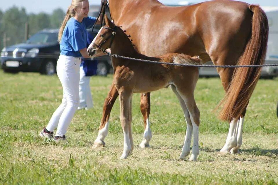 Frederiksborg Lady Safira Lykkebo - Klosterskovens Alma - Roskilde dyrskue 2014.  billede 20