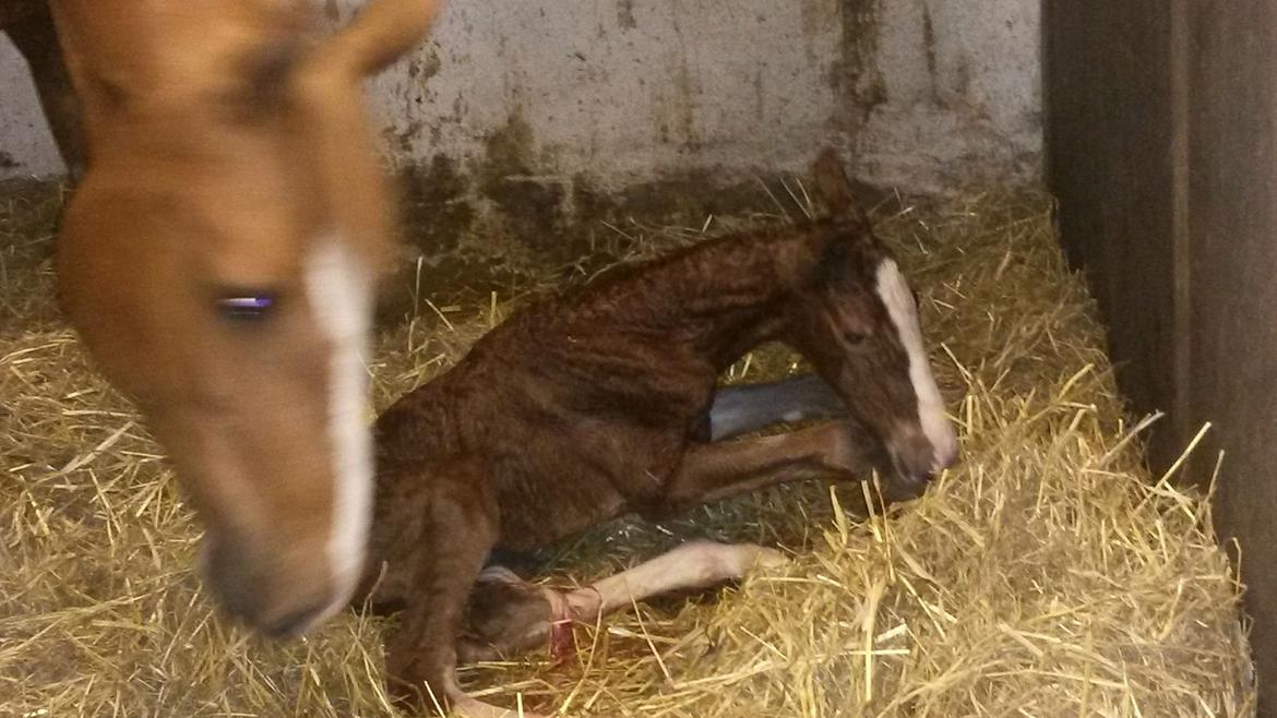 Frederiksborg Lady Safira Lykkebo - Klosterskovens Alma født d. 11.05. 2014 billede 19