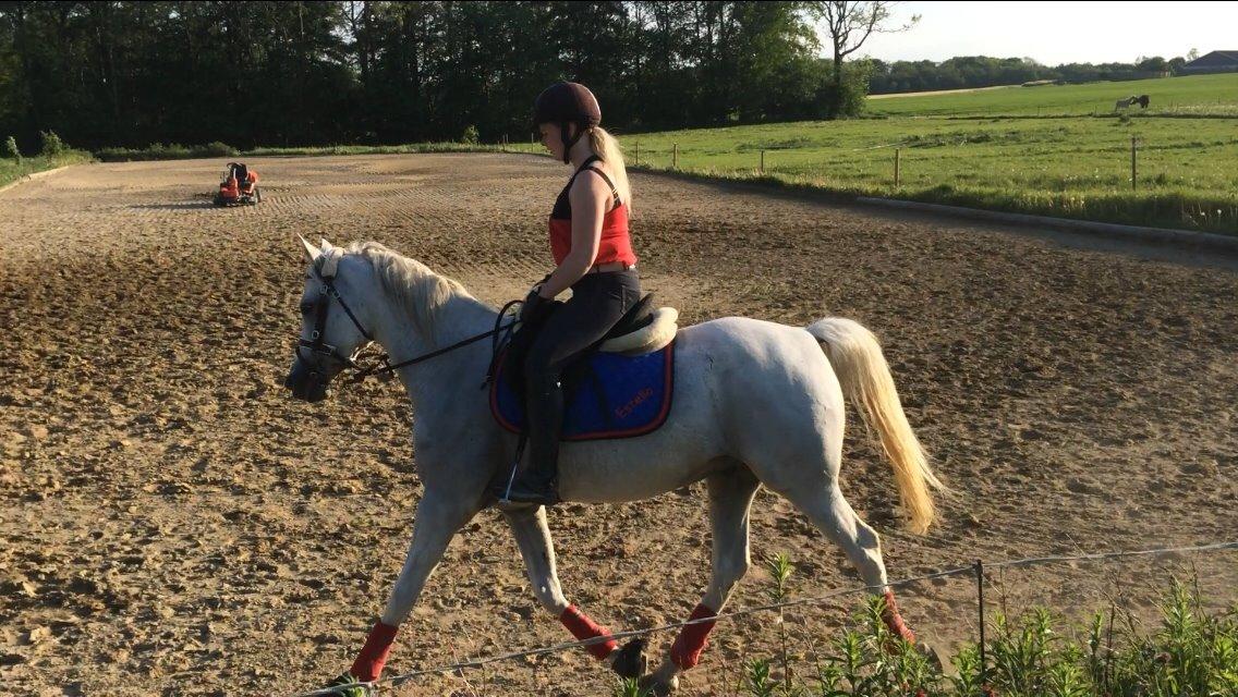 Arabisk fuldblod (OX) Estello - Bane ridning juni 2014 billede 3