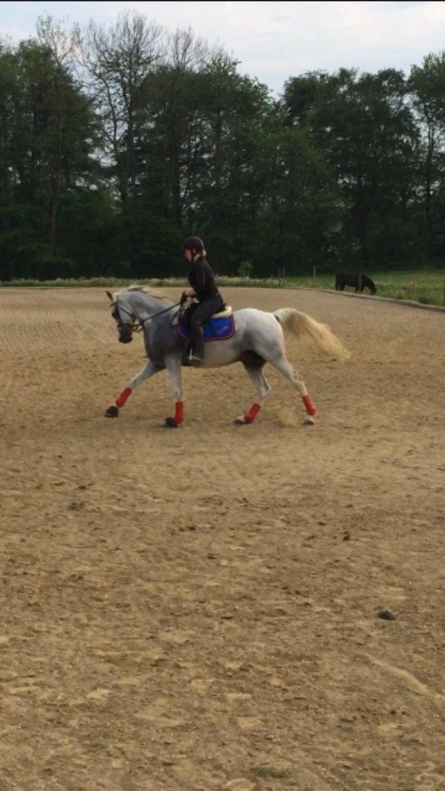 Arabisk fuldblod (OX) Estello - Galop juni 2014 billede 4