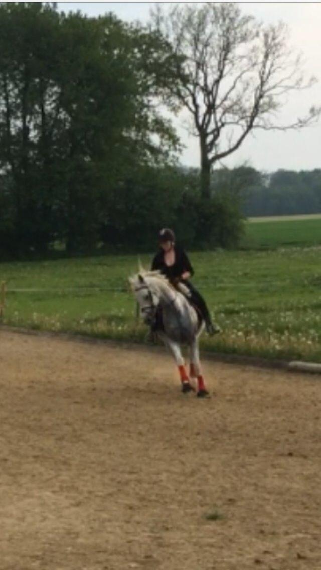 Arabisk fuldblod (OX) Estello - juni 2014 billede 5