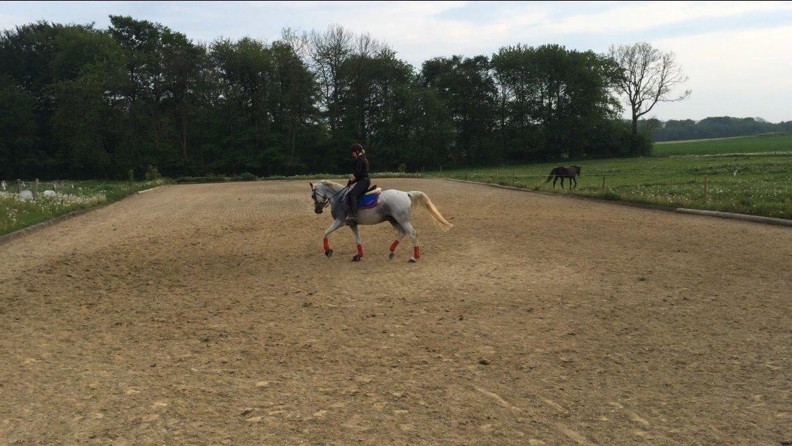 Arabisk fuldblod (OX) Estello - juni 2014 billede 7