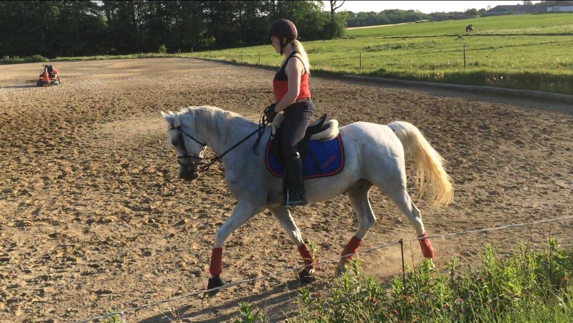 Arabisk fuldblod (OX) Estello - juni 2014 billede 6