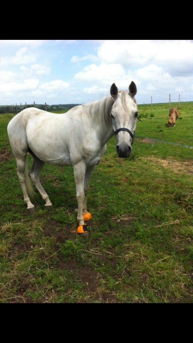 Arabisk fuldblod (OX) Estello - juli 2013 billede 8