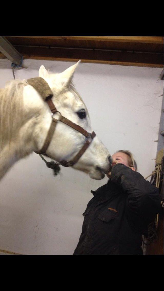 Arabisk fuldblod (OX) Estello - Mysser! januar 2014 billede 9