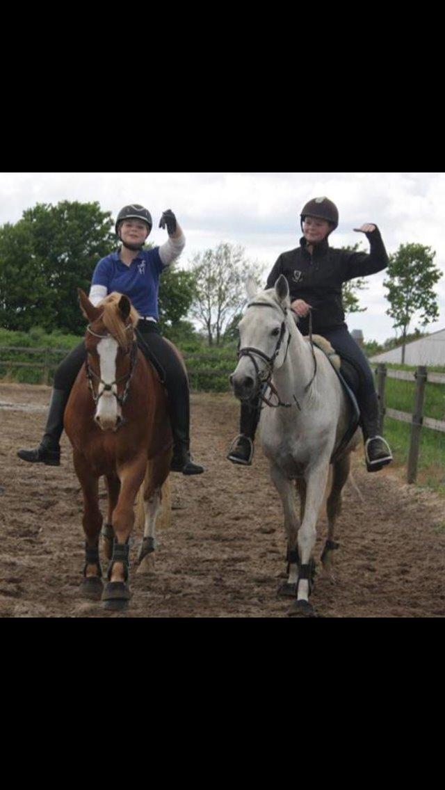 Arabisk fuldblod (OX) Estello - Hygge på ridebanen med Estello bedsteven Frodo, maj 2013 billede 10