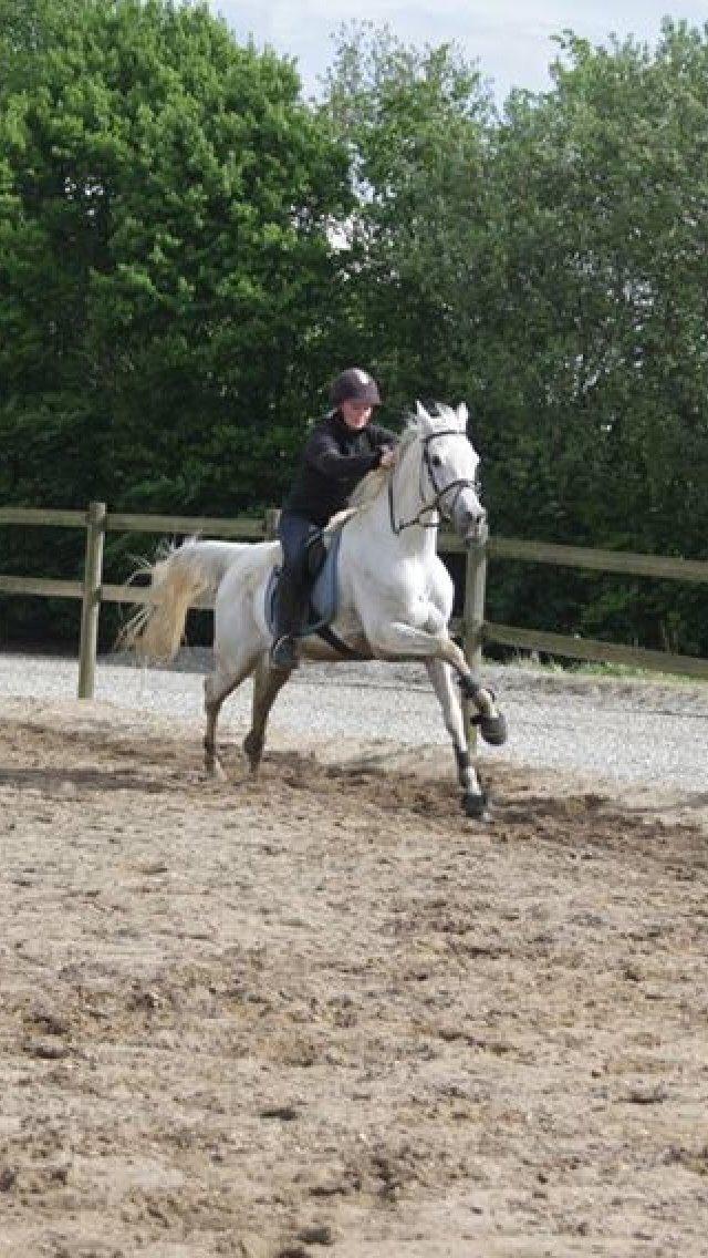 Arabisk fuldblod (OX) Estello - Fuld fart frem, maj 2013 billede 11