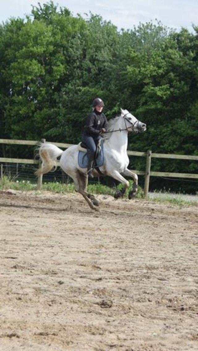 Arabisk fuldblod (OX) Estello - VILDHEST! maj 2013 billede 12