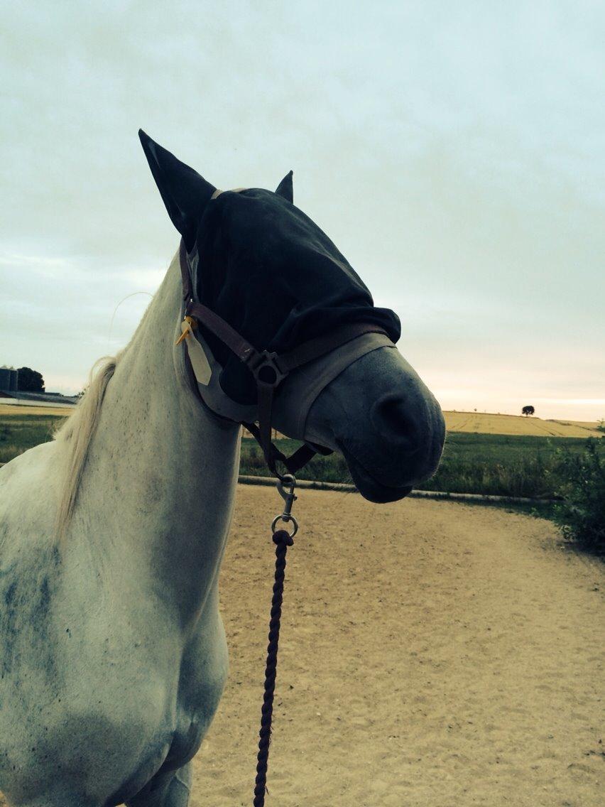 Arabisk fuldblod (OX) Estello - En lidt utilfreds hest efter "montering" af fluemaske og flue øremærker Juli 2014 billede 13