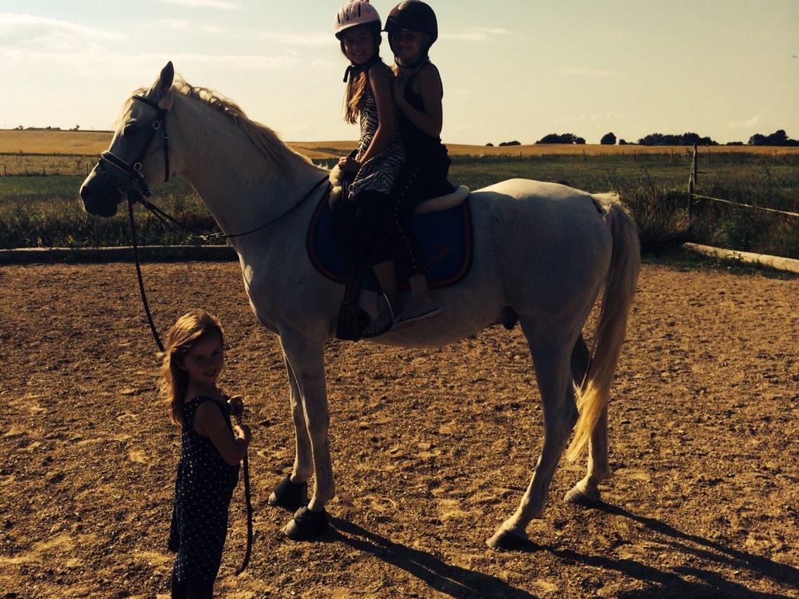 Arabisk fuldblod (OX) Estello - Pigerne hygger med bassen juni 2014 billede 14