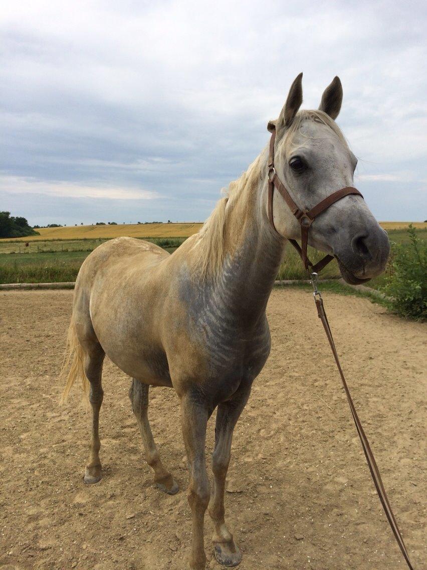 Arabisk fuldblod (OX) Estello - Dejligt med en rulletur på ridebanen efter et lækkert bad :D juni 2014 billede 15