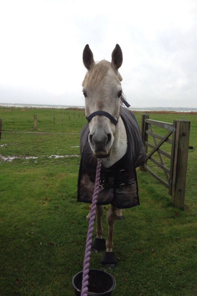 Arabisk fuldblod (OX) Estello - Oktober 2013 billede 2