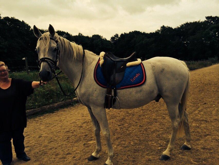 Arabisk fuldblod (OX) Estello - Inden ridning juni 2014 billede 16