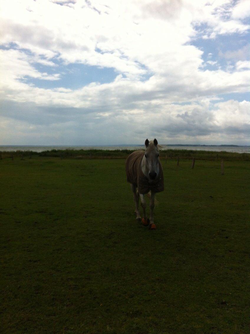 Arabisk fuldblod (OX) Estello - Gyllingnæs Gods Juni 2013 billede 1