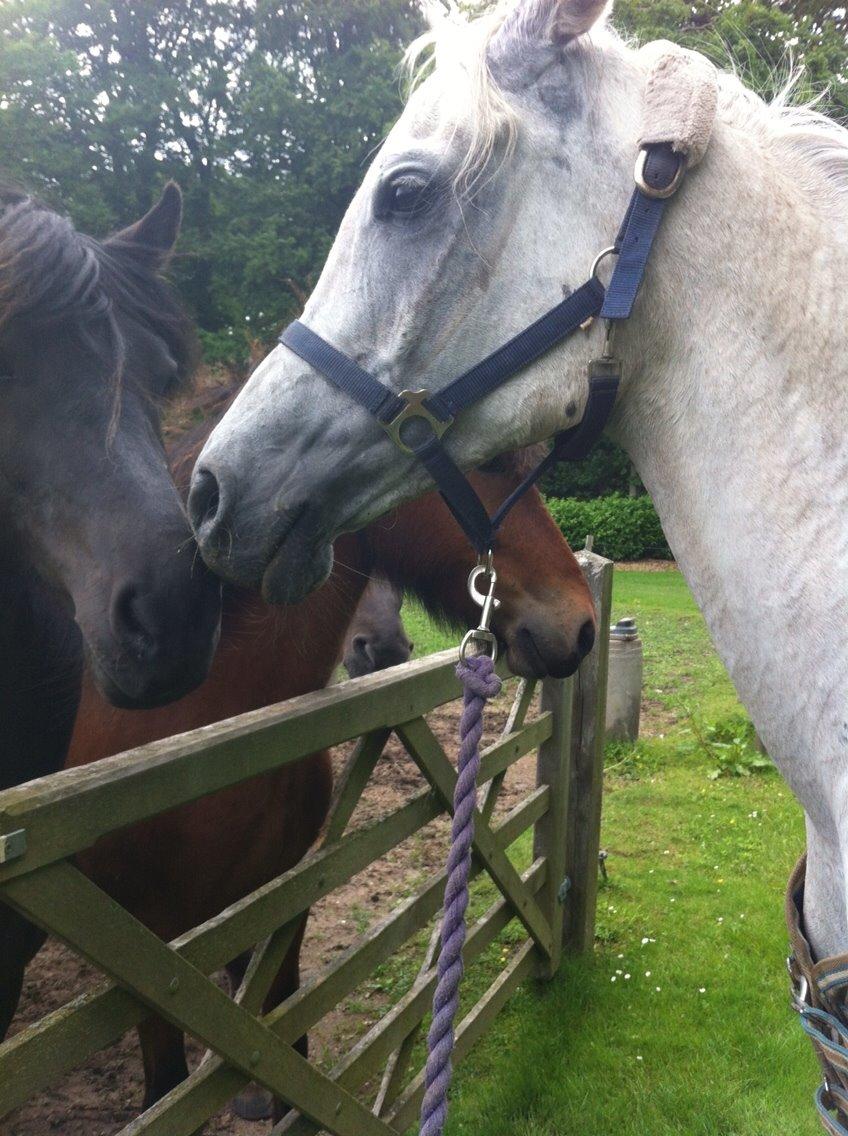 Arabisk fuldblod (OX) Estello - Hilser på ismulerne på Gyllingnæs Gods inden de blev lukket sammen juni 2013 billede 17