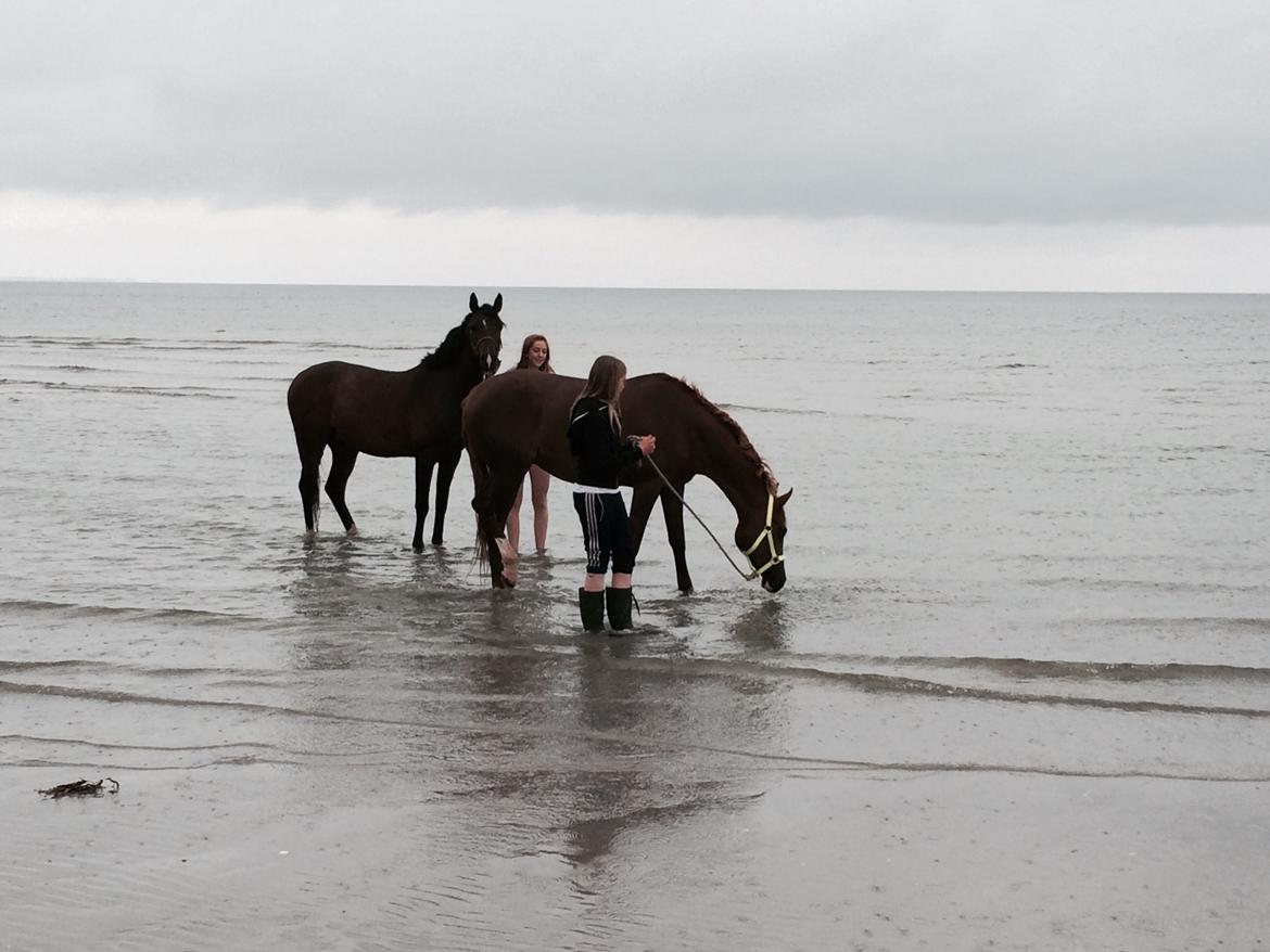 DSP Kimberly k. *B-PONY* - Kimberly på stranden med Kalle <3 billede 17