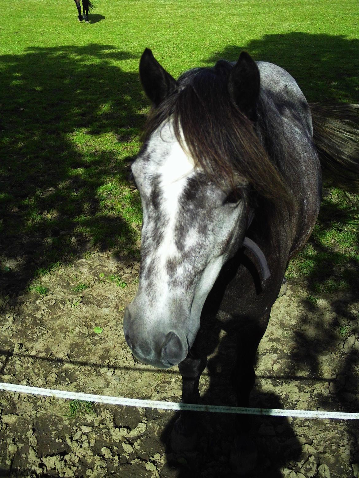 Anden særlig race Annabel billede 10