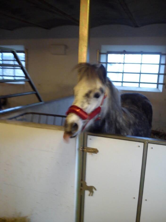 Anden særlig race Annabel billede 14