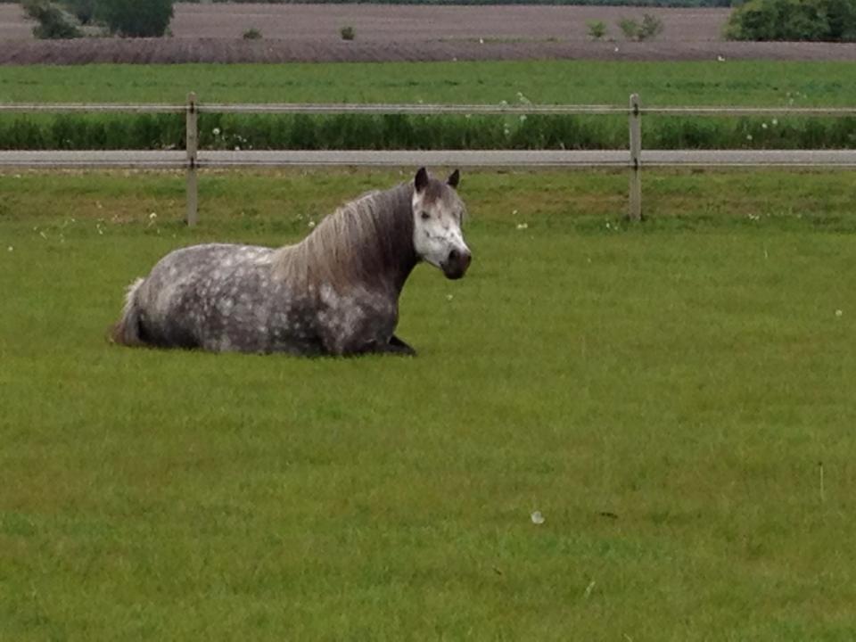 Anden særlig race Annabel billede 18