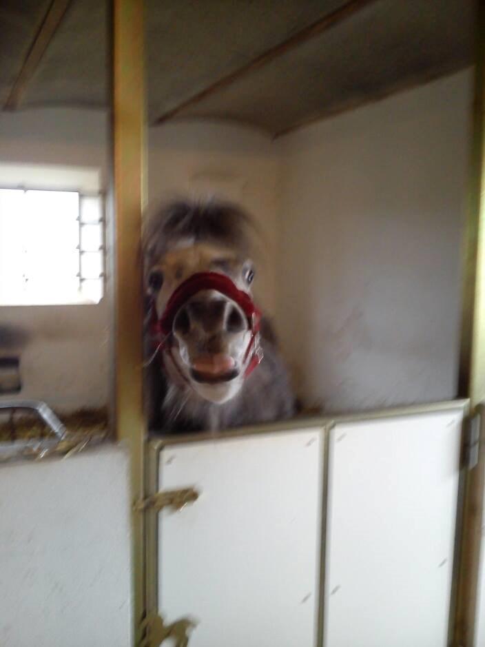 Anden særlig race Annabel billede 15