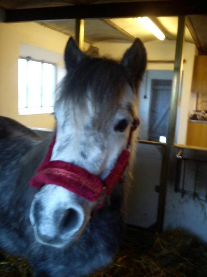 Anden særlig race Annabel billede 19