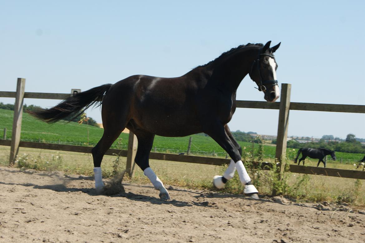 Trakehner Helmuth von hestebjerggaard - Helmuth 3 år billede 2