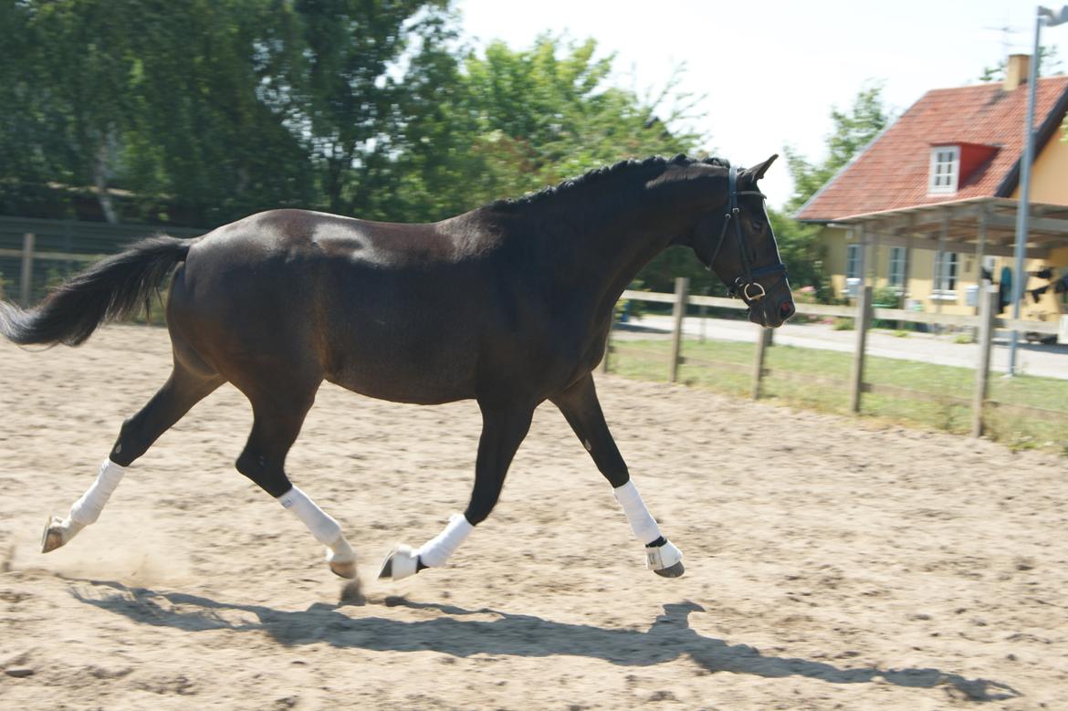 Trakehner Helmuth von hestebjerggaard - Helmuth 3 år. Sommeren 2014 billede 18