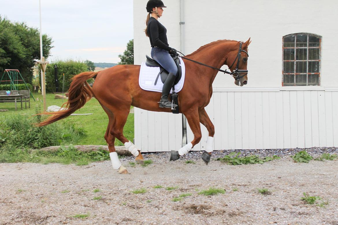 Hannoveraner Lady La Martina billede 24