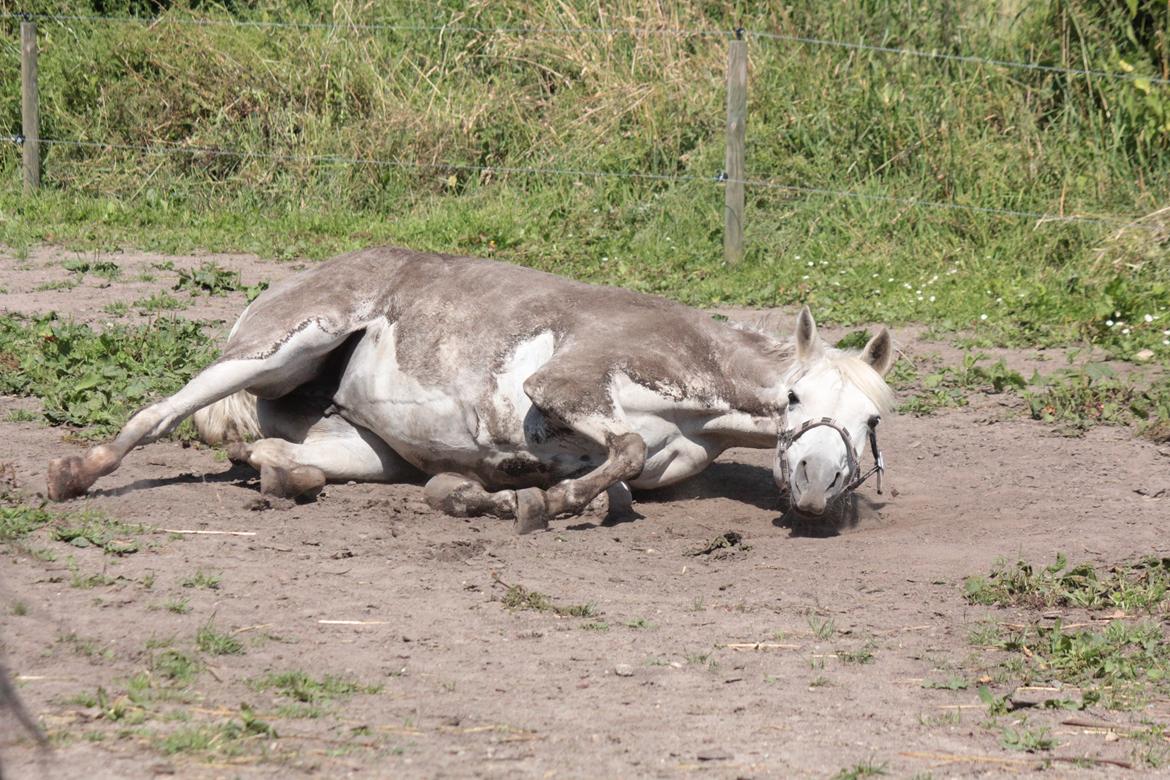 Sportsaraber (A) Jacklyn billede 17