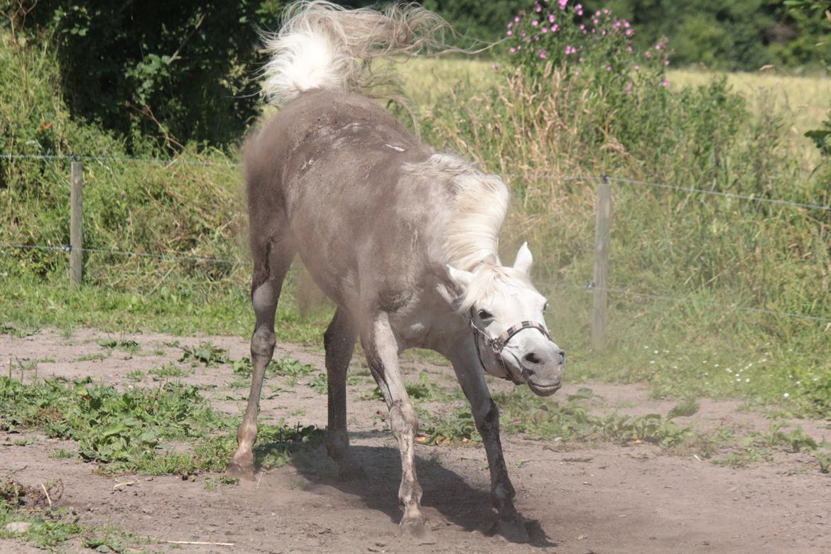 Sportsaraber (A) Jacklyn billede 19